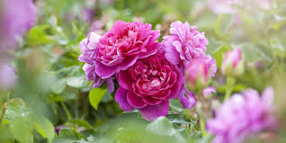 Burgundy flowers red flowers pink & cerise flowers purple, mauve & lilac flowers. Best Flowers For Your Star Sign Zodiac