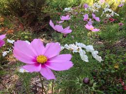 Sf Botanical Garden Sfbgs Twitter Botanical Gardens Botanical Garden