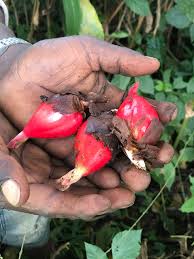 Image result for Aframomum corrorima