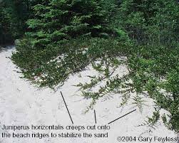 We did not find results for: Trees Of Wisconsin Juniperus Horizontalis Creeping Juniper