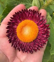 Image result for Helichrysum brassii