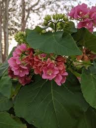 Image result for Dombeya lastii