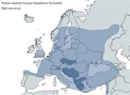 The map, table and animated bar chart in this page use a different source for figures for france and the uk from that. Hantaviruses Neglected Zoonoses Microbiology Society