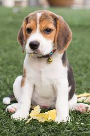 purebred beagle puppy in 2021 beagle puppy cute beagles beagle
