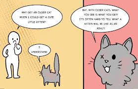 You can teach an old cat new tricks (i do every day with my own cats!): As The Proud Owner Of A Cat With Neurological Problems Album On Imgur