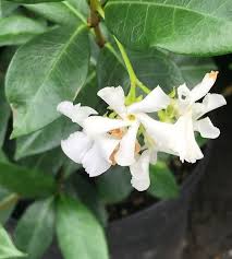 Image result for Trachelospermum jasminoides