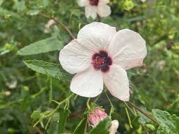 Image result for Pavonia