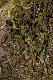 Image result for Lobelia trullifolia