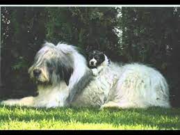 Check spelling or type a new query. Ciobanesc Romanesc Mioritic Romanian Mioritic Shepherd Youtube