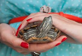 Your turtle's lifespan depends on its species, its diet and other aspects of its environment that you can control. 7 Mistakes To Avoid With Your Pet Turtle Pet Turtle Dos And Don Ts Petmd