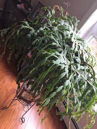 It's pretty nearly impossible to accurately estimate the age of a cactus just by appearance. My Neighbours 100 Year Old Christmas Cactus Succulents