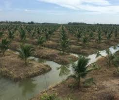 Budidaya tanaman tahunan kelapa (cocos nucifera l.) disusun oleh : Anim Agro Technology Tanam Kelapa Wangi Di Thailand