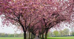 صور عن فصل الربيع 2017 رمزيات وخلفيات الربيع ميكساتك tree tree trunk photo