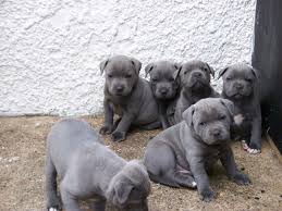 We began researching the breed and eventually purchased our first female in the summer of '05. Blue American Staffordshire Terrier Bull Terrier Puppy Staffordshire Bull Terrier Puppies Staffordshire Terrier Puppy