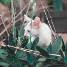 See more of animals indonesia on facebook. Indonesia Jakarta Nature Interest Cat Cute Cats Close Up Piqsels
