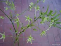 Image result for Riocreuxia