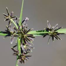Image result for Cyperus deciduus