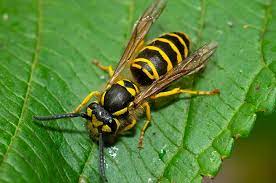 Eastern yellowjacket, vespula maculifrons (buysson), and the southern yellowjacket, vespula squamosa (drury). Bees And Wasps Pest Library Nozzle Nolen