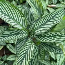 Image result for calathea