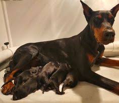 Doberman pinscher new york, new york, united states my doberman puppy looking for a new homes. 48 Doberman Puppies For Sale Ideas Doberman Puppies For Sale Doberman Puppies