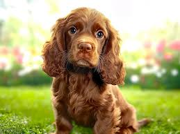 Image result for sussex španěl