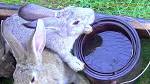 Bunny drinking water