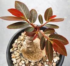 Image result for Phyllanthus paxii