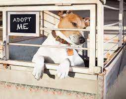 Check spelling or type a new query. 10 Things You Need To Know Before Adopting A Shelter Dog Best Life