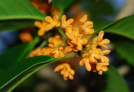 Orange Osmanthus This Flower Was Introduced From China To Japan In The Edo Period In Floral Language Nothing But Flowers Osmanthus Fragrans Flower Meanings