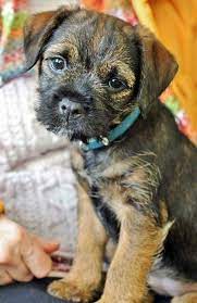 Tilly The Border Terrier Border Terrier Border Terrier Puppy Pitbull Terrier