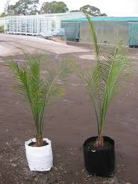 Image result for Macrozamia communis