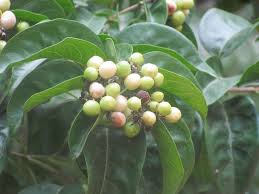 Image result for Volkameria glabra