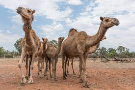 Check out our funny camel jokes and cheer up! Thousands Of Feral Camels In Australia Have Been Shot Dead In Cull Following Drought
