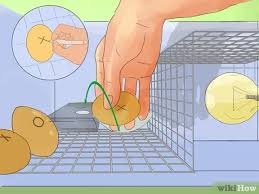 Line a medium sized shoebox with cloths. How To Make A Simple Homemade Incubator For Chicks 11 Steps