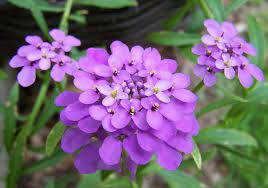 Pin On Wedding Flowers