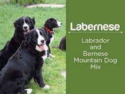 Labernese Facts About Bernese Mountain Dog Lab Mix Gentle Giants