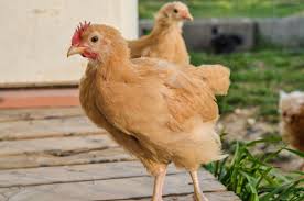 Feet and legs rooster legs (left) and hen legs (right). The First 6 Weeks Of Raising Chicks Guide For Beginners