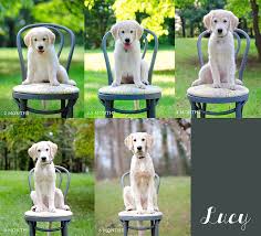 Golden Retriever Puppy Photo Collage 2 Months Old To 6 Months Old Growing Up Www Kbsphoto Com Puppy Photos Puppies Golden Retriever Puppy