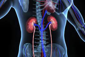 When your kidneys lose their filtering capabilities, dangerous levels of fluid, electrolytes and wastes can build up in your body. Pbl End Stage Renal Disease Medatrio