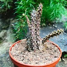 Image result for Huernia kirkii