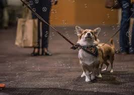 Watch a bird show or the acrobatics of a stunt dog. Three Rivers Pet Expo Three Rivers Convention Center