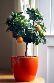 They can even be as small as three to four feet. You Can Dwarf Fruit Trees In Pots And Growing Trays On The Balcony Interior Design Ideas Ofdesign