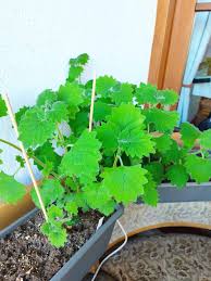 Image result for Coleus grandidentatus