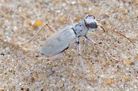 Image result for Lepidagathis scariosa