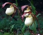 Cypripedium kentuckiense