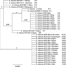 Image result for Erica kingaensis