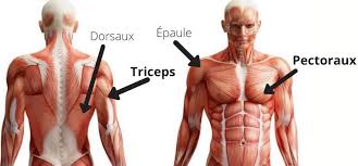 Gardez les jambes tendues, les fesses soulevées et les talons au sol. Dips Triceps Le Guide Pour Une Execution Parfaite 3 Erreurs A Eviter