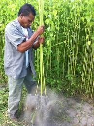 Tanaman herbal dikenal juga dengan tanaman obat. Tilam Sabut Kenaf Pembekal Tilam Asrama