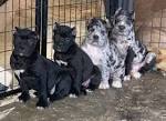 BREED STANDARD - North American Mastiff Official