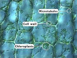 Under a microscope, plant cells from the same source will have a uniform size and shape. Microscope Imaging Station Gallery